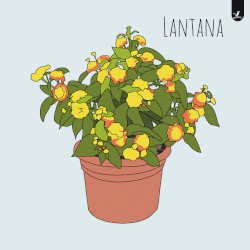 Lantana