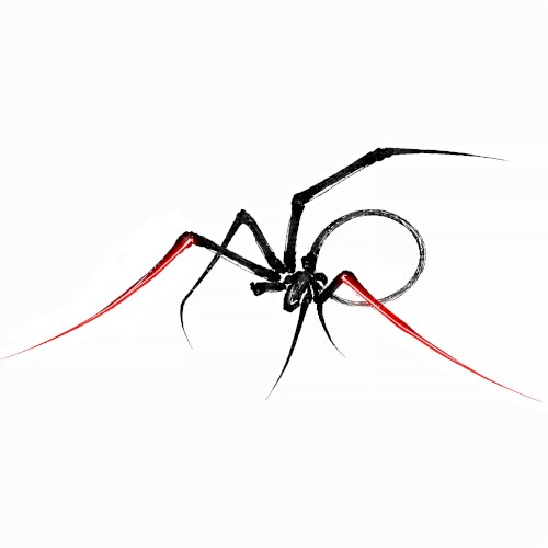 Little Spider