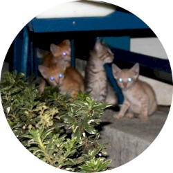 The Cat Crew Cutz