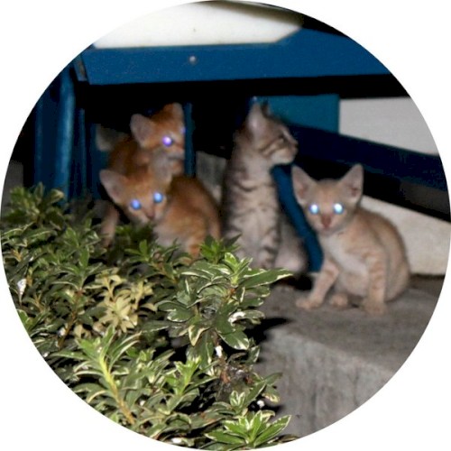 The Cat Crew Cutz