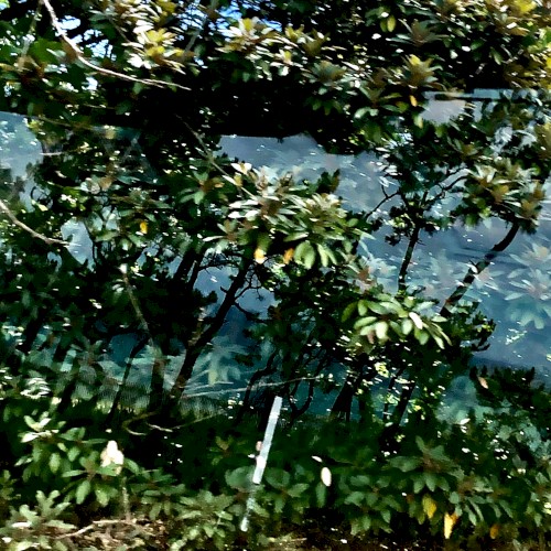 Kugatsunakaba (Pinetrees, Long Hill)