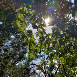 One with the Trees