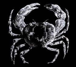 Crabe