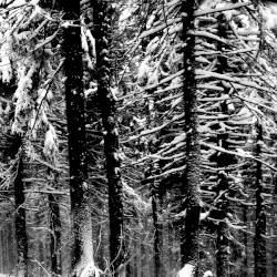 Abstrakter Wald