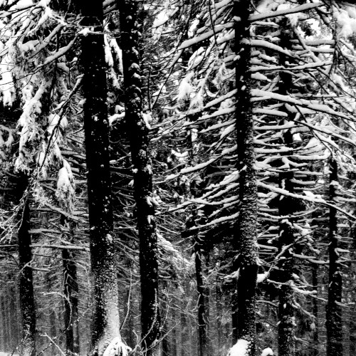 Abstrakter Wald