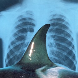 Orca