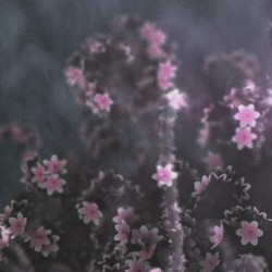 transience