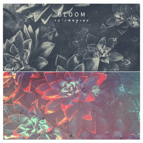 Bloom