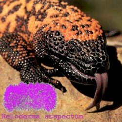 Heloderma Suspectum