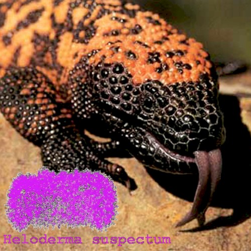 Heloderma Suspectum