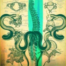 Anatomical Drawing Drawn by a Patient