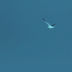 Cerulean Glide