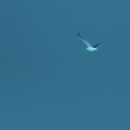 Cerulean Glide