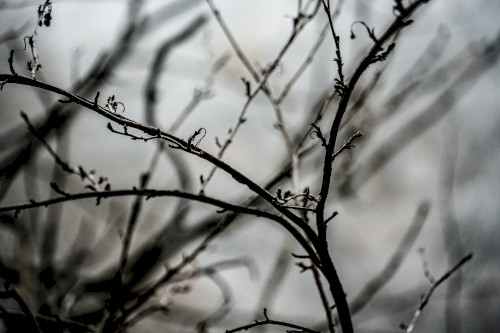 Beauty in Grief