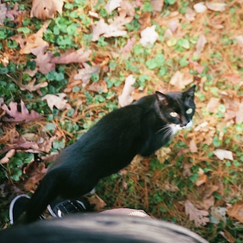 when autumn leaves fall