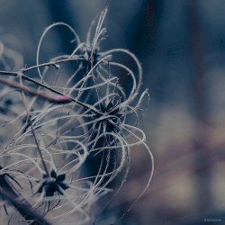 Light as a Feather