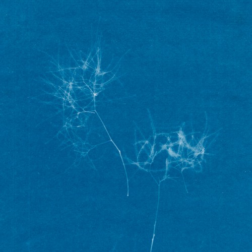 Echo Flowers