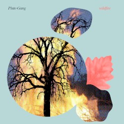 Wildfire
