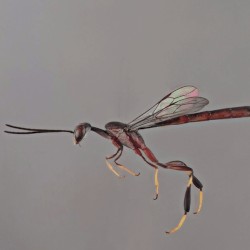 Bug Catcher / mhzesent