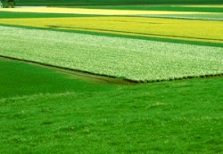 Distant Fields