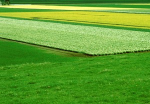 Distant Fields