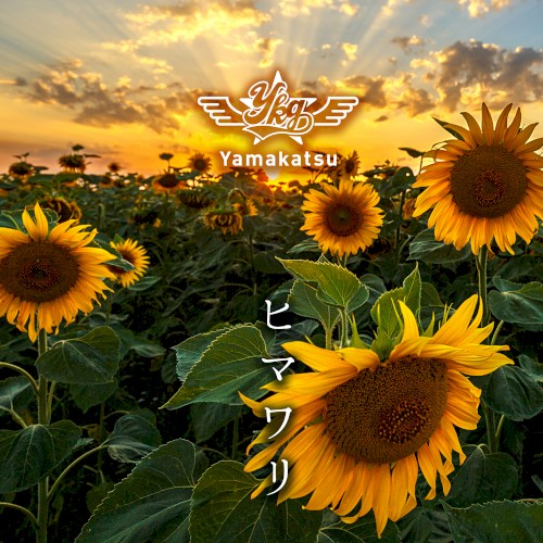 ヒマワリ
