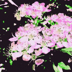 eliä§e
