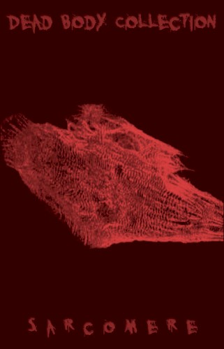 Sarcomere