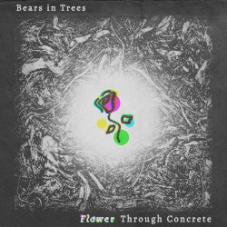 Flower Through Concrete
