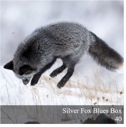 Silver Fox Blues Box 40