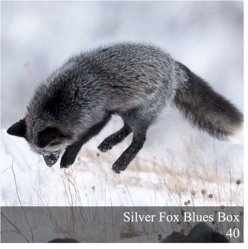 Silver Fox Blues Box 40