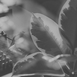 Nature Morte