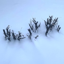 qupenuceyu