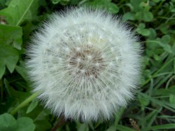 Puffball