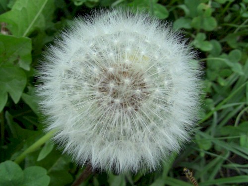 Puffball