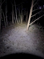 forest of darkness