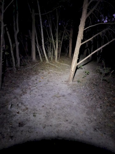 forest of darkness