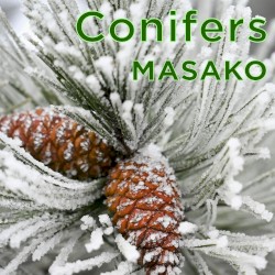 Conifers