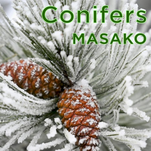 Conifers