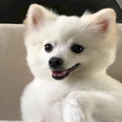 More Cheese Please