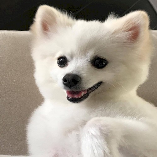 More Cheese Please