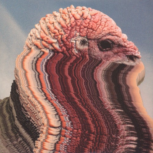 Bird Brains