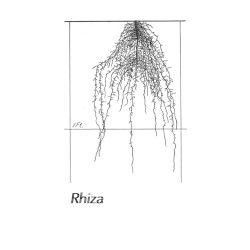 Rhiza
