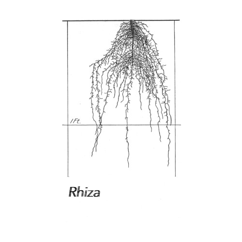 Rhiza