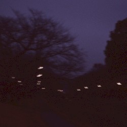 Pale Quiet