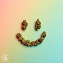 Sativa