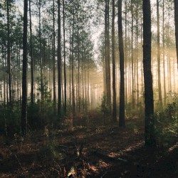 Heart of the Forest