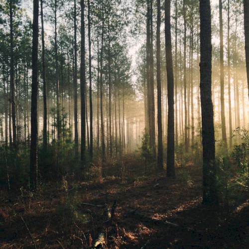 Heart of the Forest