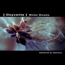 Oxycanta: Winter Blooms