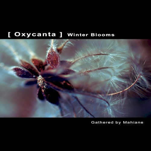Oxycanta: Winter Blooms